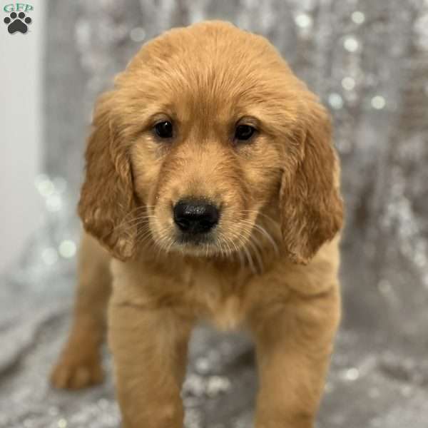 Lucey, Golden Retriever Puppy